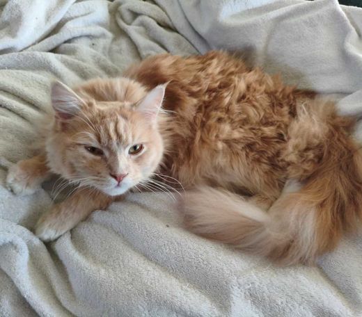 Maine Coon, rot