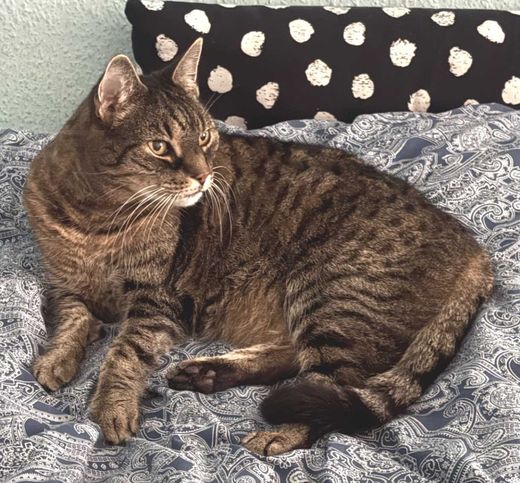 Hauskatze, getigert