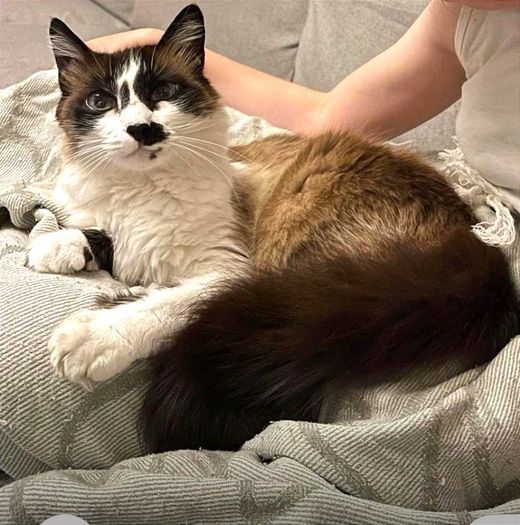 Siamkatze, hellbraun