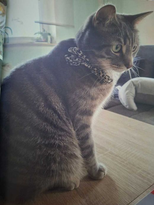 Karthäuser-Hauskatze-Mix, grau gestreift