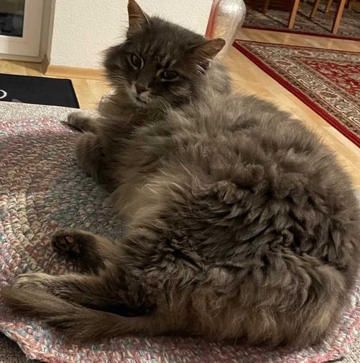Europäische Langhaarkatze, grau getigert