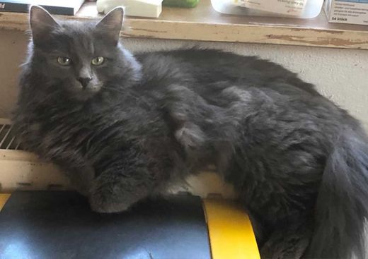 Angora-Mix, grau