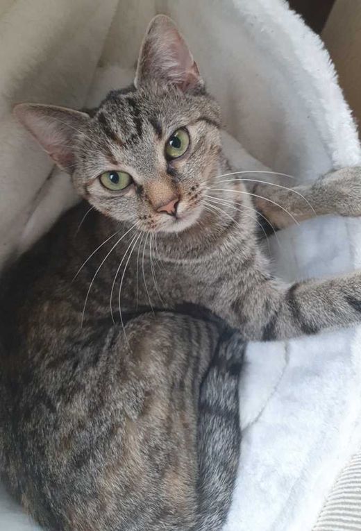 Hauskatze, braun/grau getiegert