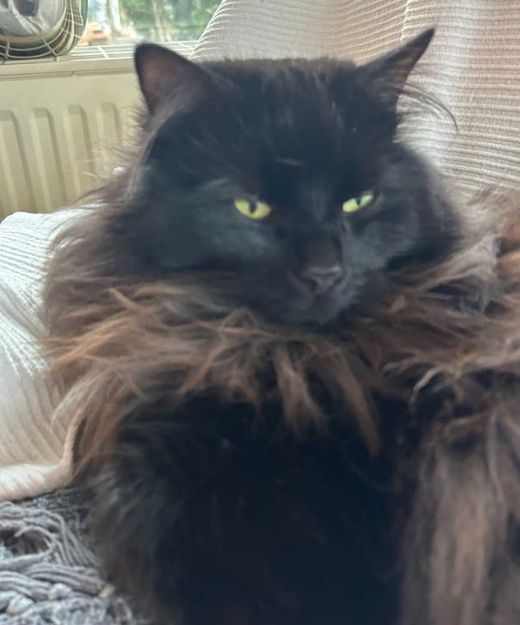 Norwegische Waldkatze, schwarz smoke