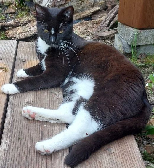 Maine Coon-Mix, schwarz-weiß