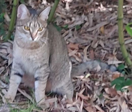 Hauskatze-Europäisch Kurzhaar-Mix, grau-schwarz getigert