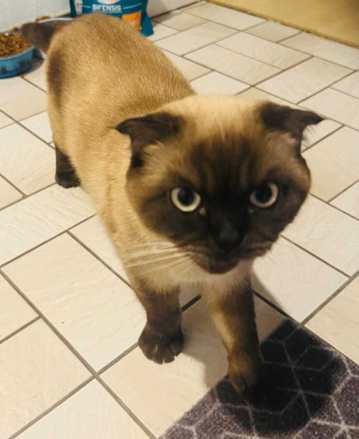 Britisch Kurzhaar-Scottish Fold-Mix, hellbraun-dunkelbraun