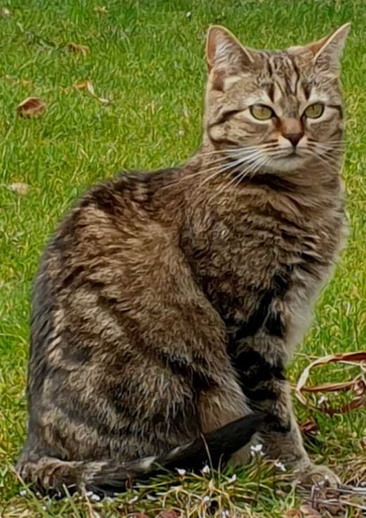 Hauskatze, braun-schwarz getigert