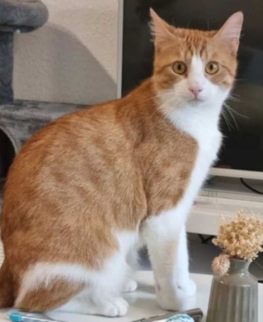 Hauskatze, rot-weiß