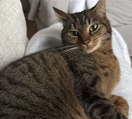 Hauskatze-Europäisch Kurzhaar-Mix, braun-grau getigert