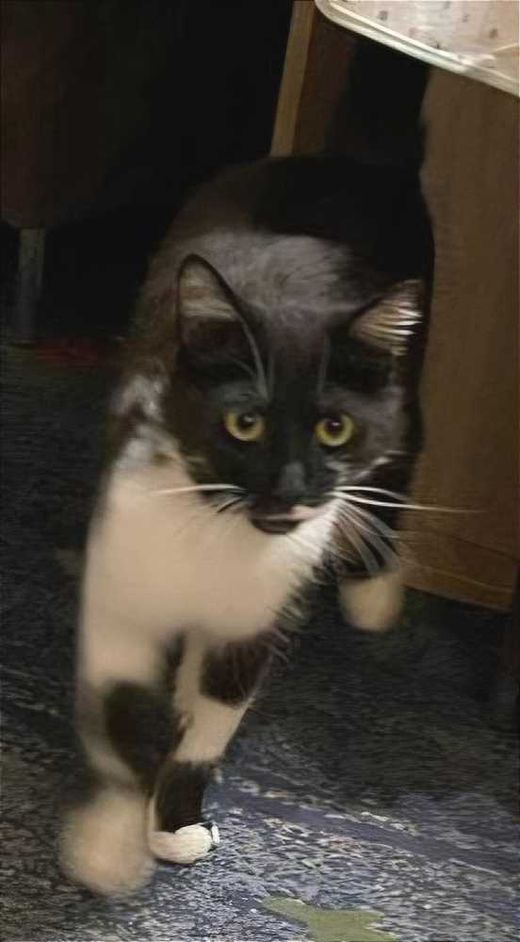Hauskatze, schwarz-weiß