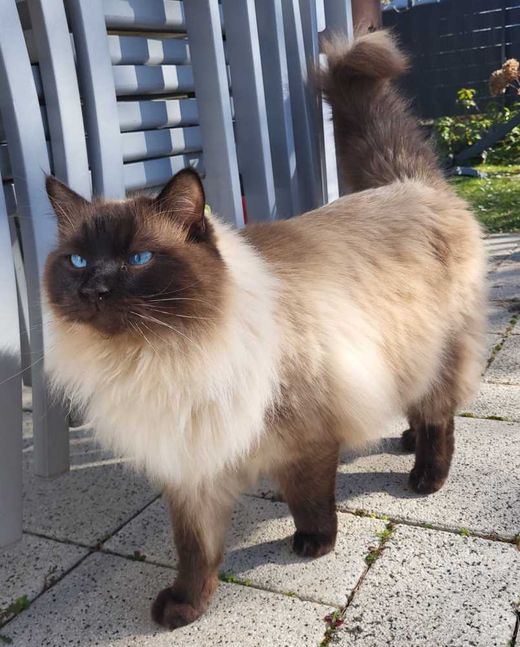 Ragdoll, Seal Point