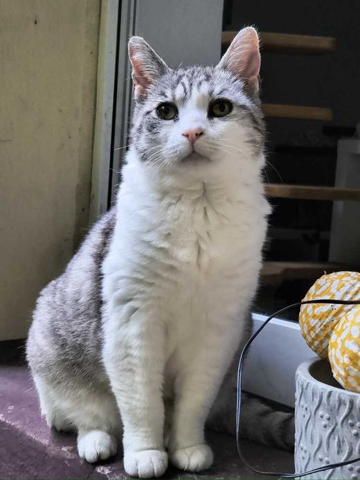 europäische Hauskatze, grau weiß braun