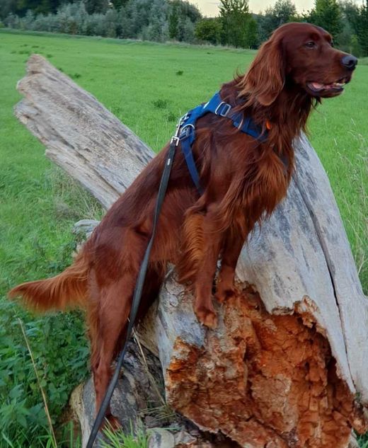 Irish Red Setter, rot