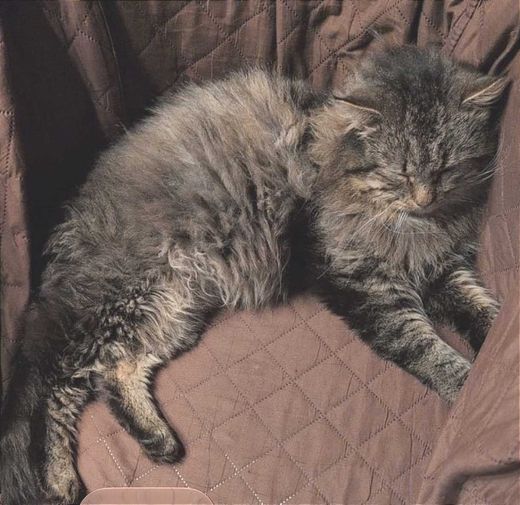 Norwegische Waldkatze, grau gestreift
