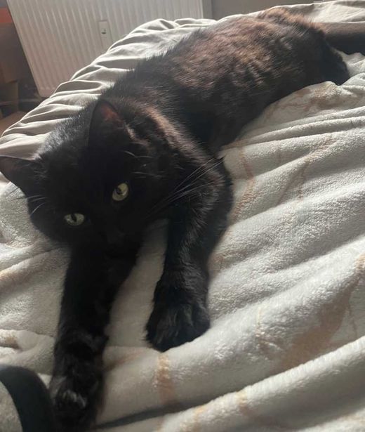 Maine Coon-Mix, schwarz