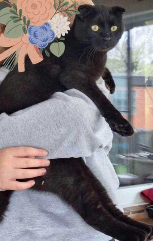 Scottish Fold, schwarz