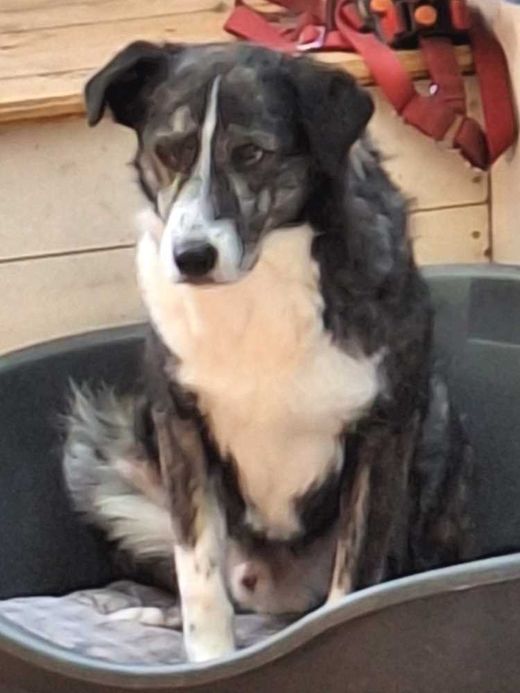 Mischlingshund, schwarz-braun mit weiß