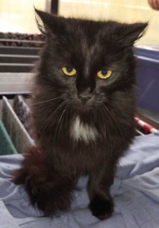 Maine Coon-Mix, schwarz