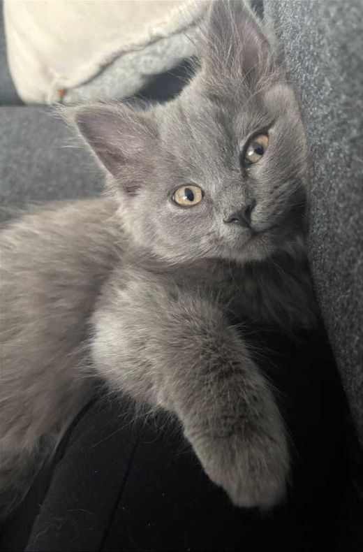 Britisch Langhaar-Highlander-Mix, Blau