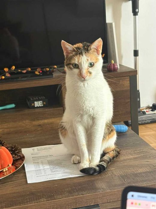 arabian mau, calico
