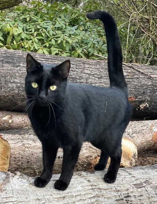 Europäisch Kurzhaar, schwarz