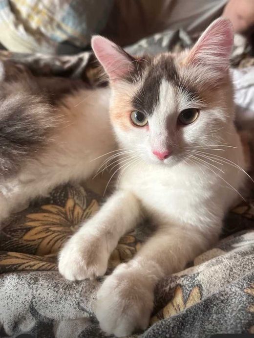 Hauskatze-Mix, Grau/Rosa/Weiss