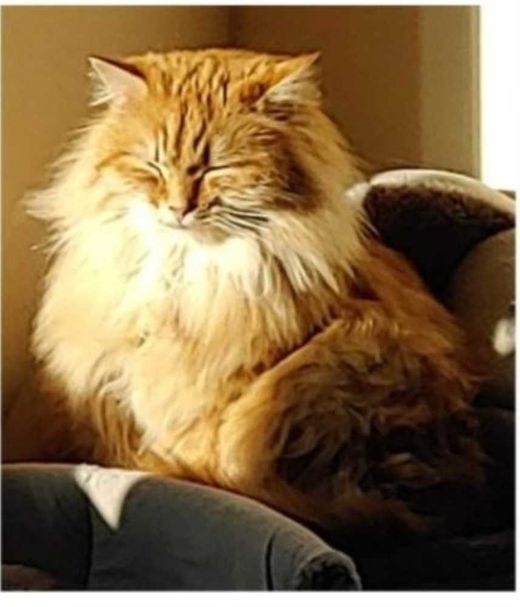 Hauskatze, rötlich/weiß