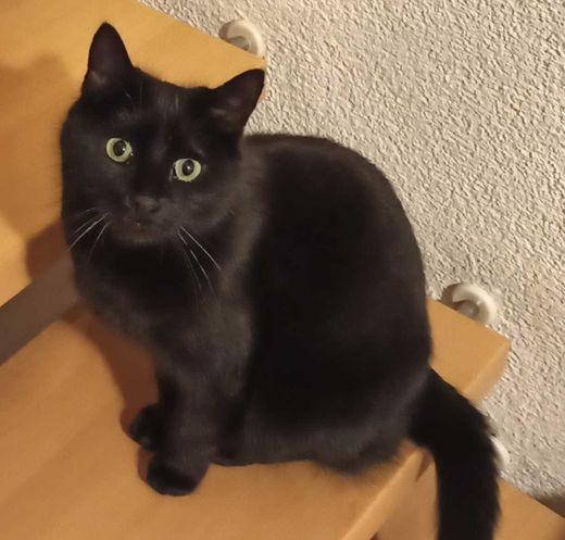 Europäisch Kurzhaar, schwarz