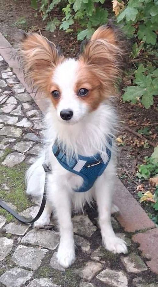 Papillon, rot-weiß