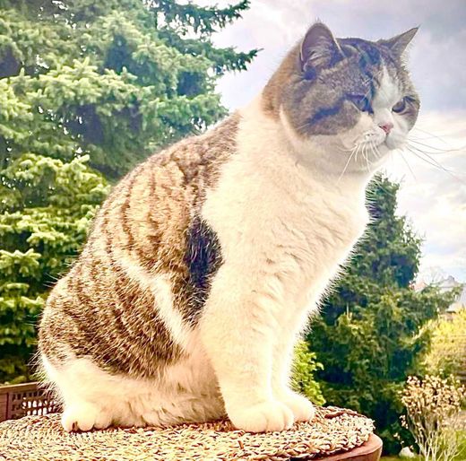 Britisch Kurzhaar, black-silver-tabby-whithe
