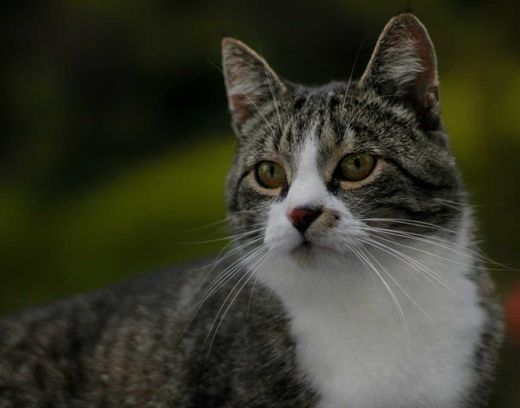 Europäisch Kurzhaar, grau getigert mit weiß