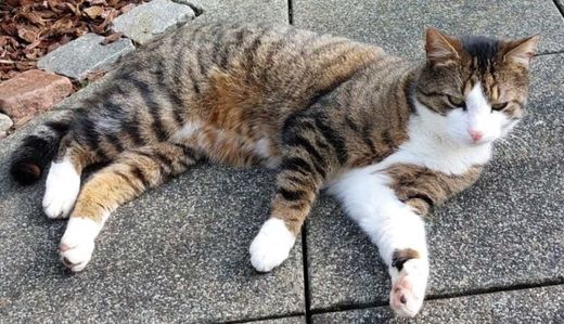 Hauskatze, grau getigert