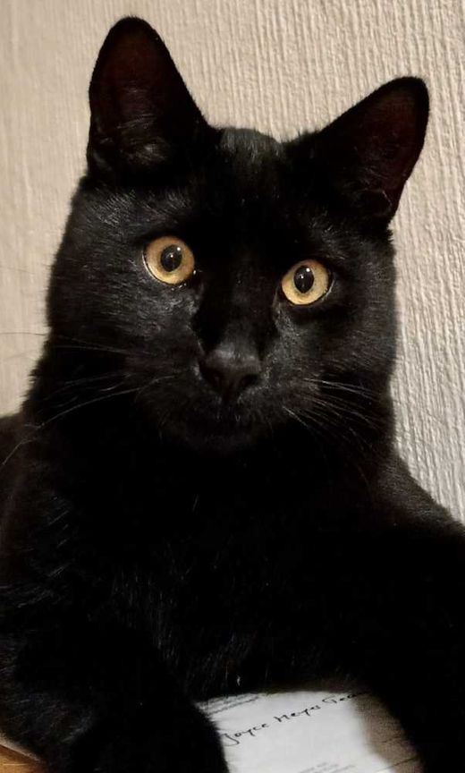 Norwegische Waldkatze-Mix, schwarz