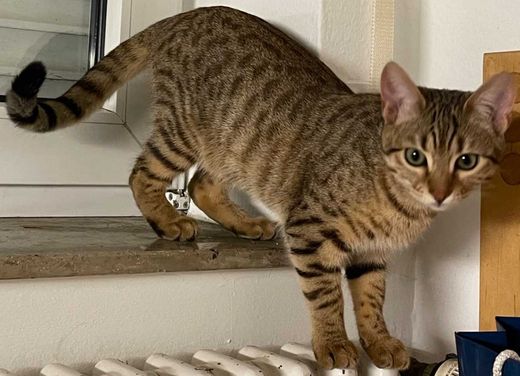 Bengal Cat-Mix, braun-schwarz getigert