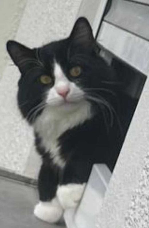Mischling, schwarz / weiß