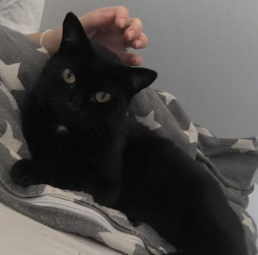 Europäisch Kurzhaar, schwarz