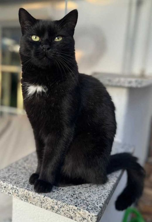 Hauskatze, schwarz