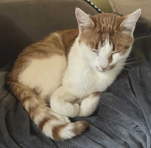 Hauskatze, rot-weiß getigert