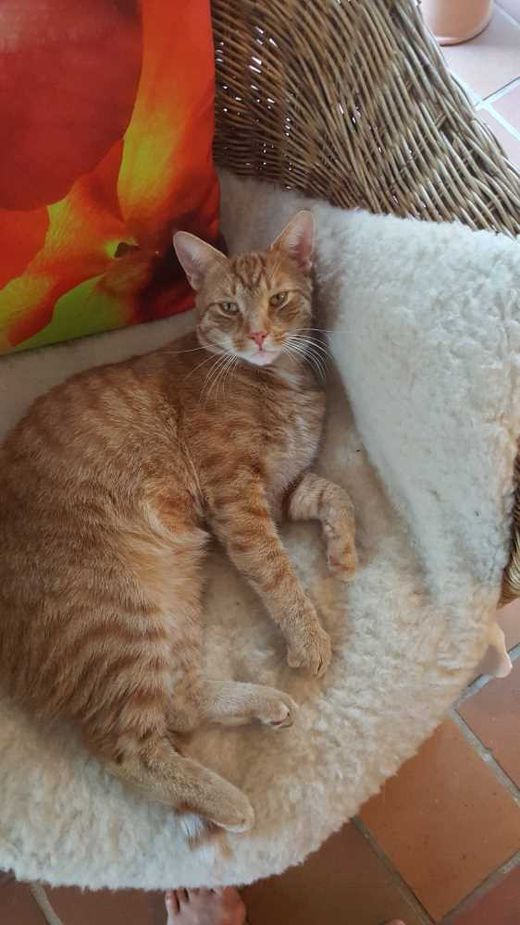 Hauskatze, rot