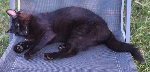Mischling, Schwarz