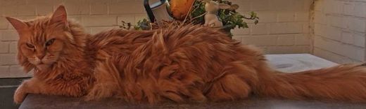 Maine Coon, rot
