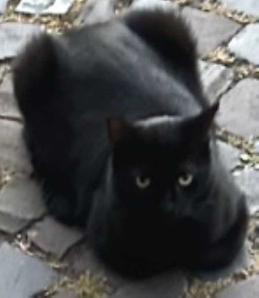 Europäisch Kurzhaar, schwarz