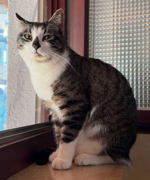 Mischling, grey white