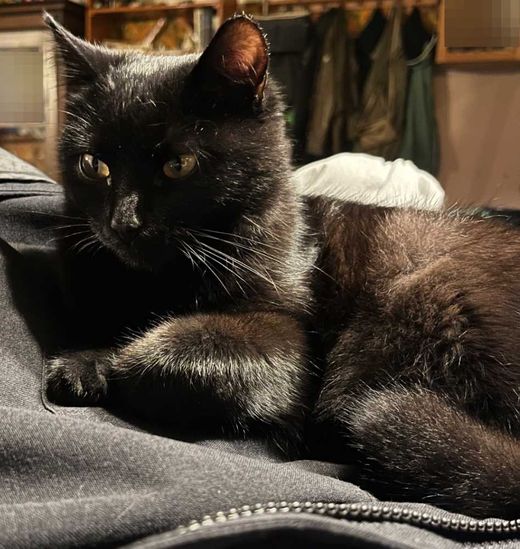 Mischling, black Schwarz