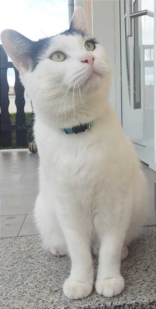 Hauskatze, weiß mit schwarzen Abz
