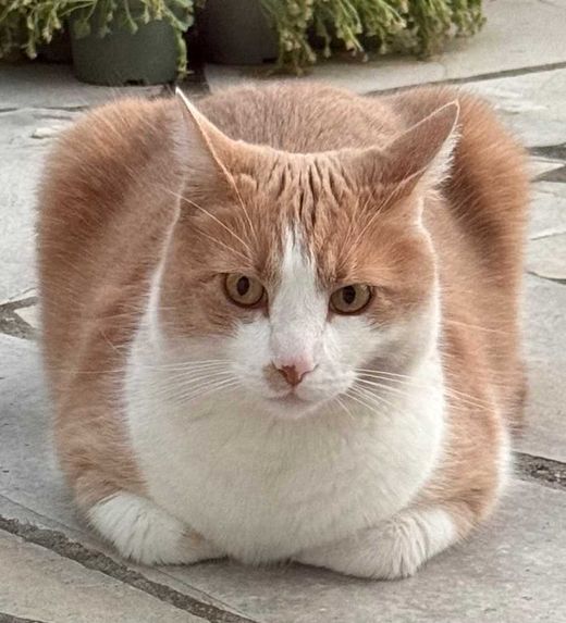 Europäisch Kurzhaar, Orange-Weiß