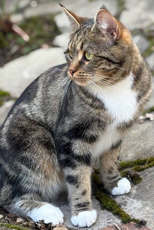 Maine Coon-Bengal Cat-Mix, schwarz-grau-weiß