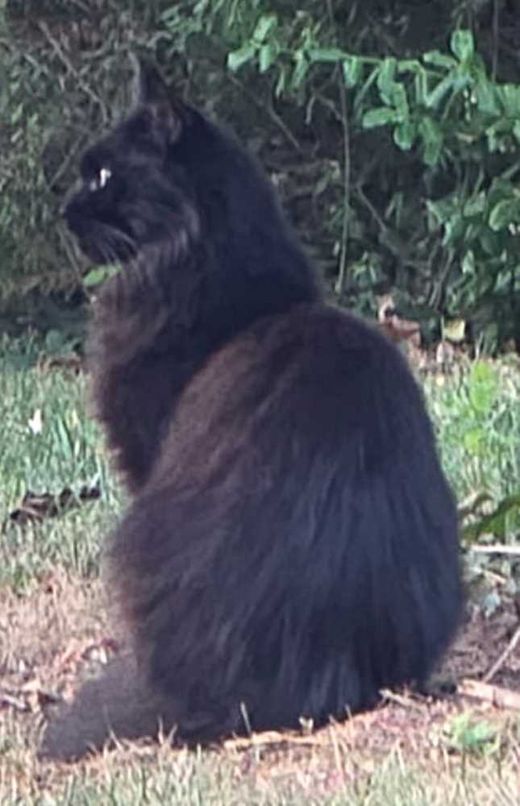 Maine Coon-Mix, schwarz