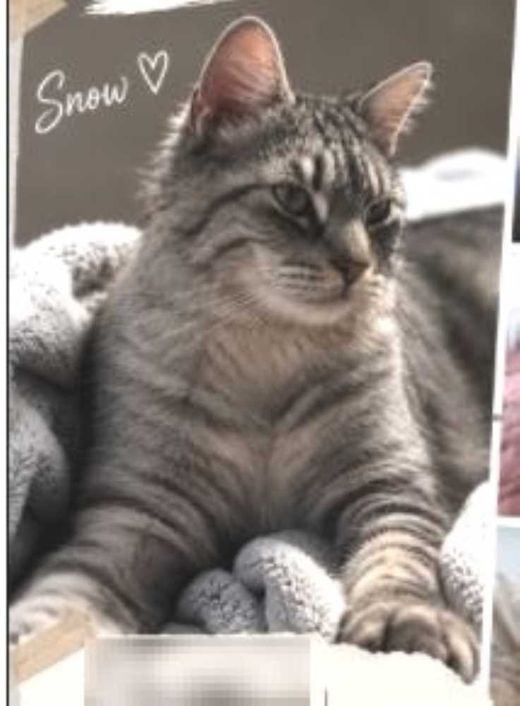 Maine Coon-Mix, grau getigert